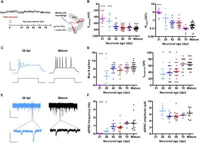 Experience-Dependent Structural Plasticity of Adult-Born Neurons in the Aging Hippocampus